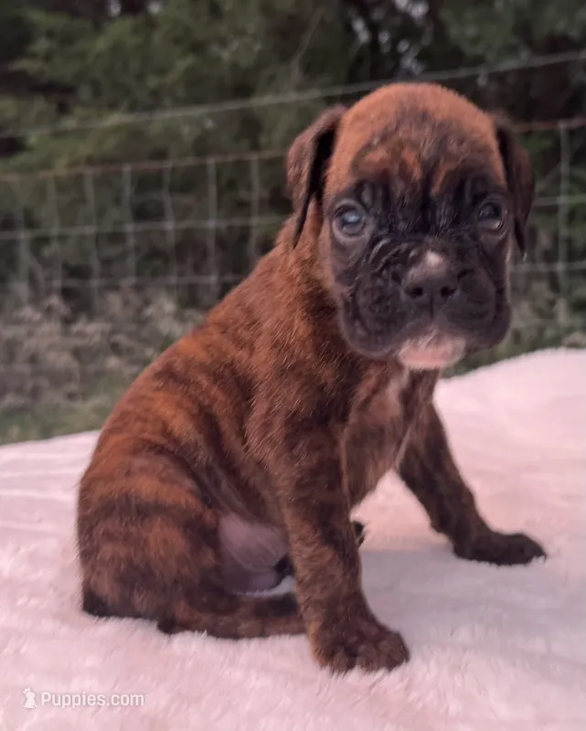 AKC Ace--100% Euro – Boxer puppy for sale in Baileyville, KS