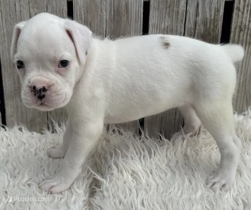 AKC Chloe—75% Euro – Boxer puppy for sale in Baileyville, KS