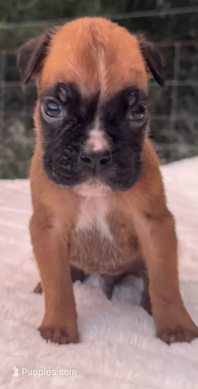 AKC Austin--100% Euro – Boxer puppy for sale in Baileyville, KS