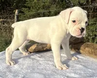 AKC Charlotte—75% Euro, a female Boxer for sale in Baileyville, KS – 10 of 10