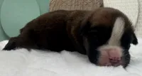 AKC Alec--100% Euro, a male Boxer for sale in Baileyville, KS – 6 of 9