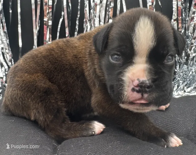 AKC Atlas--100% Euro – Boxer puppy for sale in Baileyville, KS