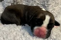 AKC Casey—75% Euro, a female Boxer for sale in Baileyville, KS – 5 of 7