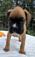 AKC Art--100% Euro, a male Boxer for sale in Baileyville, KS – 8 of 10