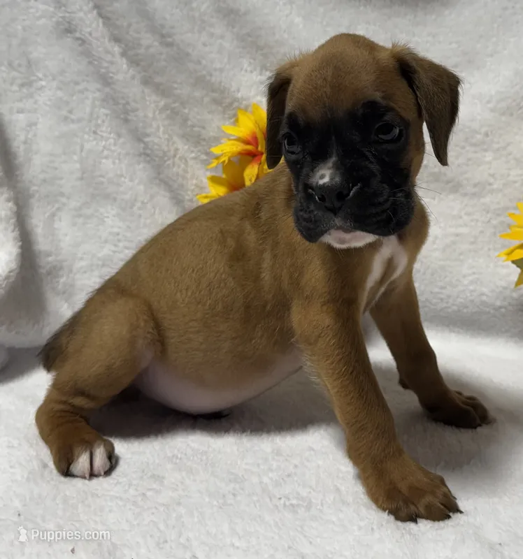 AKC Art--100% Euro – Boxer puppy for sale in Baileyville, KS