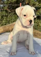 AKC Charlotte—75% Euro, a female Boxer for sale in Baileyville, KS – 8 of 10