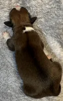 AKC Cammi—75% Euro, a female Boxer for sale in Baileyville, KS – 6 of 8