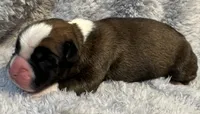 AKC Copper-75% Euro, a male Boxer for sale in Baileyville, KS – 2 of 7