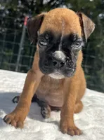 AKC Austin--100% Euro, a male Boxer for sale in Baileyville, KS – 2 of 10