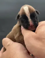 AKC Peanut--75% Euro, a male Boxer for sale in Baileyville, KS – 9 of 10