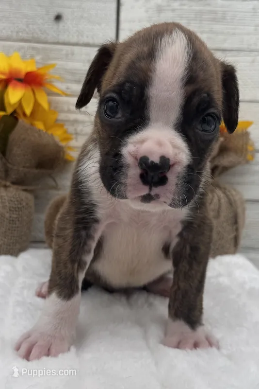 AKC Prince--75% Euro – Boxer puppy for sale in Baileyville, KS