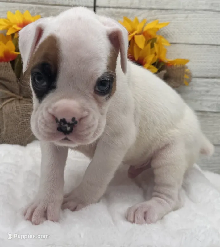 AKC Patch--75% Euro – Boxer puppy for sale in Baileyville, KS