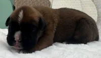 AKC Art--100% Euro, a male Boxer for sale in Baileyville, KS – 9 of 10