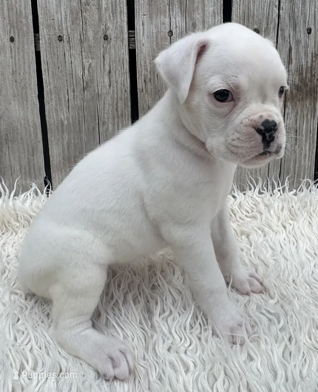 AKC Charlotte—75% Euro – Boxer puppy for sale in Baileyville, KS