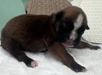 AKC Alissa--100% Euro, a female Boxer for sale in Baileyville, KS – 4 of 8