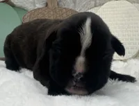 AKC Annika--100% Euro, a female Boxer for sale in Baileyville, KS – 8 of 10