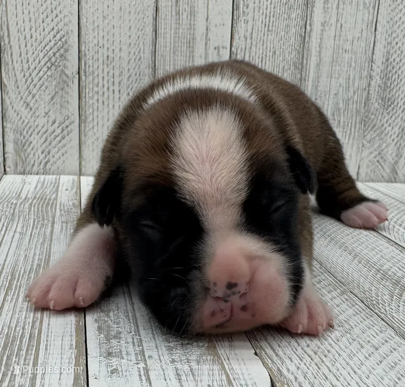 AKC Copper-75% Euro – Boxer puppy for sale in Baileyville, KS
