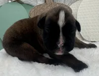 AKC Abby--100% Euro, a female Boxer for sale in Baileyville, KS – 6 of 7