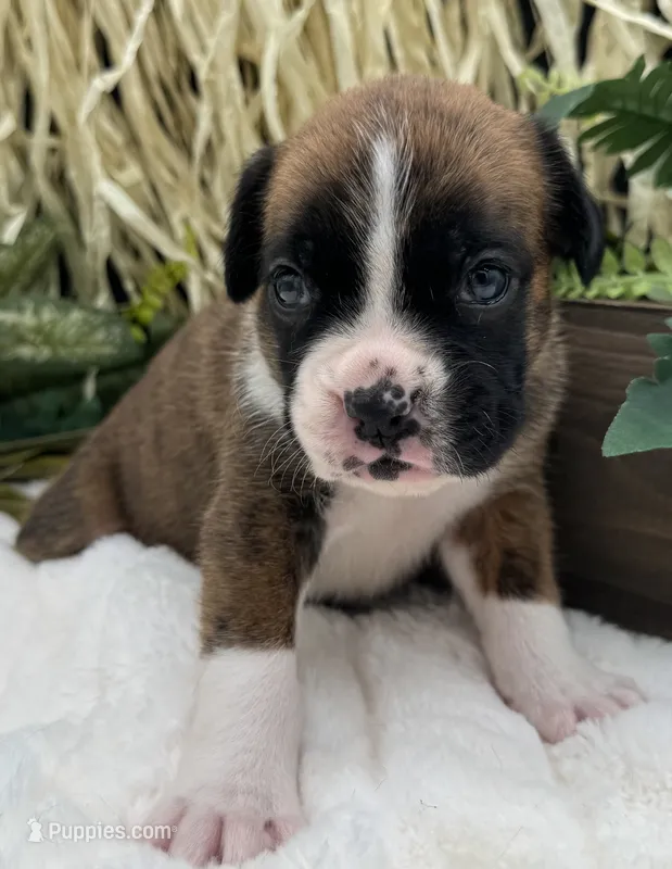 AKC Casey—75% Euro – Boxer puppy for sale in Baileyville, KS