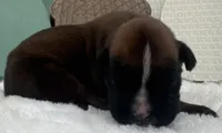 AKC Austin--100% Euro, a male Boxer for sale in Baileyville, KS – 4 of 8