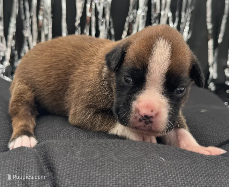 AKC Cammi—75% Euro – Boxer puppy for sale in Baileyville, KS