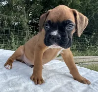 AKC Art--100% Euro, a male Boxer for sale in Baileyville, KS – 6 of 10