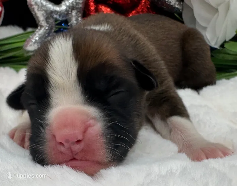 AKC Cammi—75% Euro – Boxer puppy for sale in Baileyville, KS
