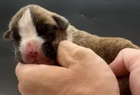 AKC Prince--75% Euro, a male Boxer for sale in Baileyville, KS – 4 of 10