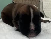 AKC Austin--100% Euro, a male Boxer for sale in Baileyville, KS – 3 of 8