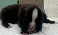 AKC Atlas--100% Euro, a male Boxer for sale in Baileyville, KS – 5 of 10