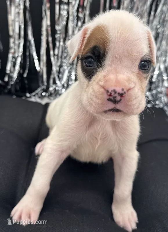 AKC Patch--75% Euro – Boxer puppy for sale in Baileyville, KS