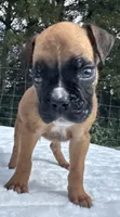 AKC Austin--100% Euro, a male Boxer for sale in Baileyville, KS – 8 of 10