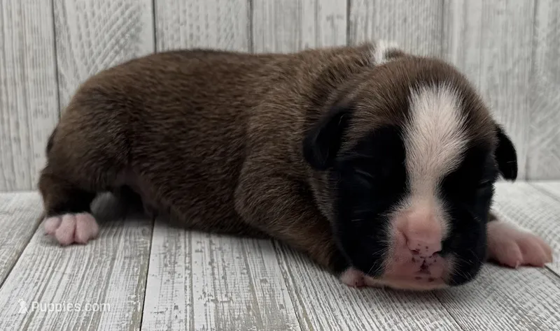 AKC Cash—75% Euro – Boxer puppy for sale in Baileyville, KS