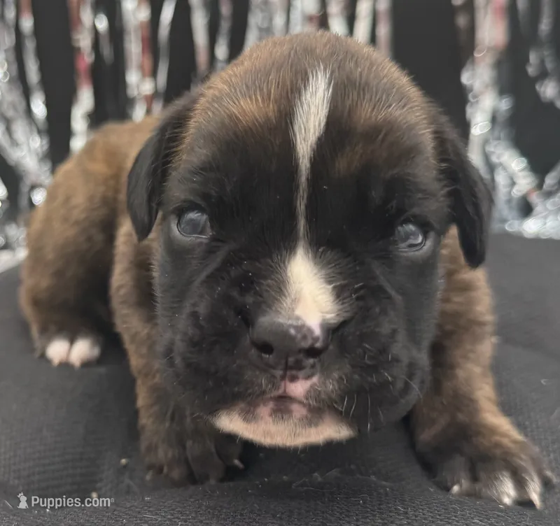 AKC Axel--100% Euro – Boxer puppy for sale in Baileyville, KS