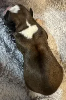 AKC Copper-75% Euro, a male Boxer for sale in Baileyville, KS – 6 of 7
