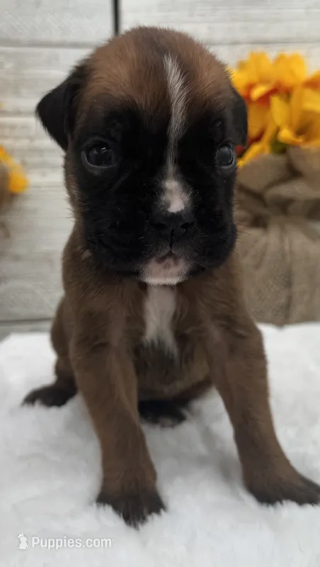 AKC Austin--100% Euro – Boxer puppy for sale in Baileyville, KS
