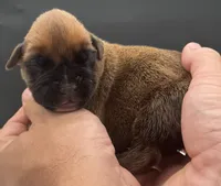 AKC Porter--75% Euro, a male Boxer for sale in Baileyville, KS – 9 of 10