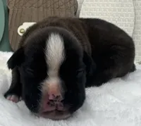 AKC Atlas--100% Euro, a male Boxer for sale in Baileyville, KS – 3 of 10