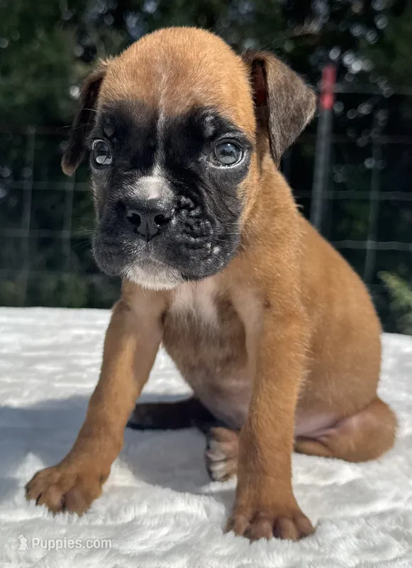 AKC Austin--100% Euro – Boxer puppy for sale in Baileyville, KS