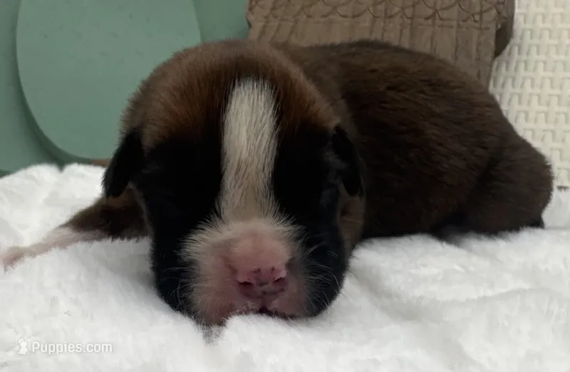 AKC Alec--100% Euro – Boxer puppy for sale in Baileyville, KS
