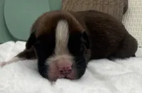 AKC Alec--100% Euro, a male Boxer for sale in Baileyville, KS – 1 of 9
