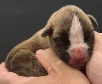 AKC Prince--75% Euro, a male Boxer for sale in Baileyville, KS – 8 of 10