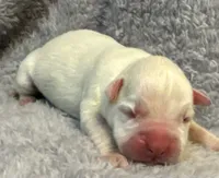 AKC Chloe—75% Euro, a female Boxer for sale in Baileyville, KS – 4 of 7