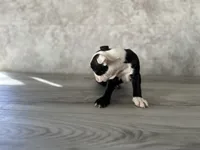 Rosie, a female Boston Terrier for sale in Elkton, KY – 3 of 7