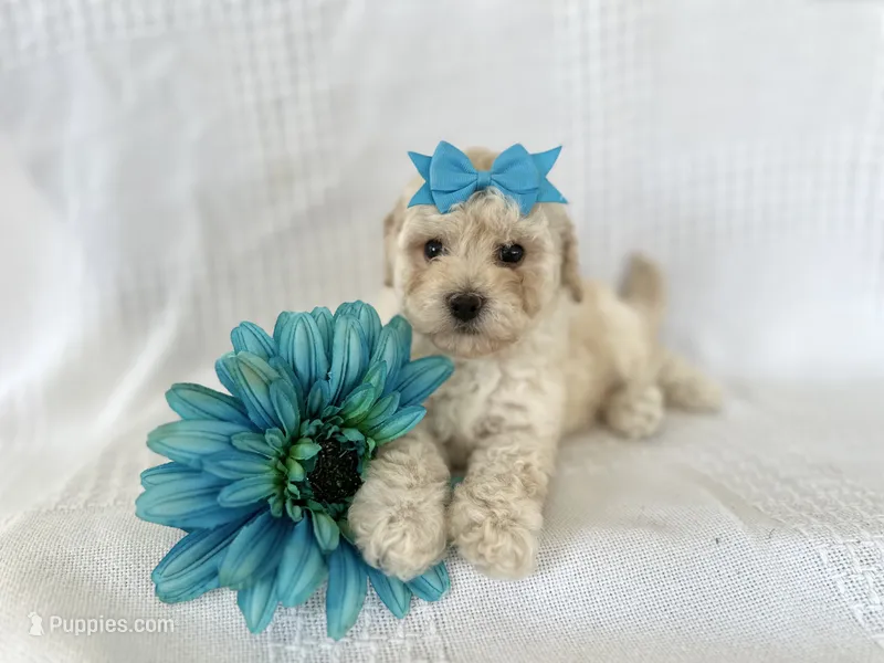 Charlie – Poodle - Toy , Bichpoo puppy for sale in Elkton, KY