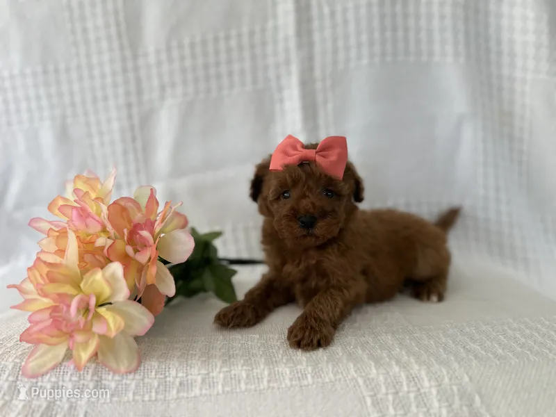 Trixie – Poodle - Toy  puppy for sale in Elkton, KY
