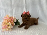 Trixie, a female Poodle - Toy  for sale in Elkton, KY – 1 of 1