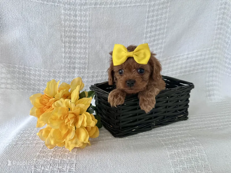 Sheldon – Cavapoo puppy for sale in Elkton, KY