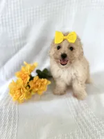 Reese, a male Bichpoo for sale in Elkton, KY – 1 of 1