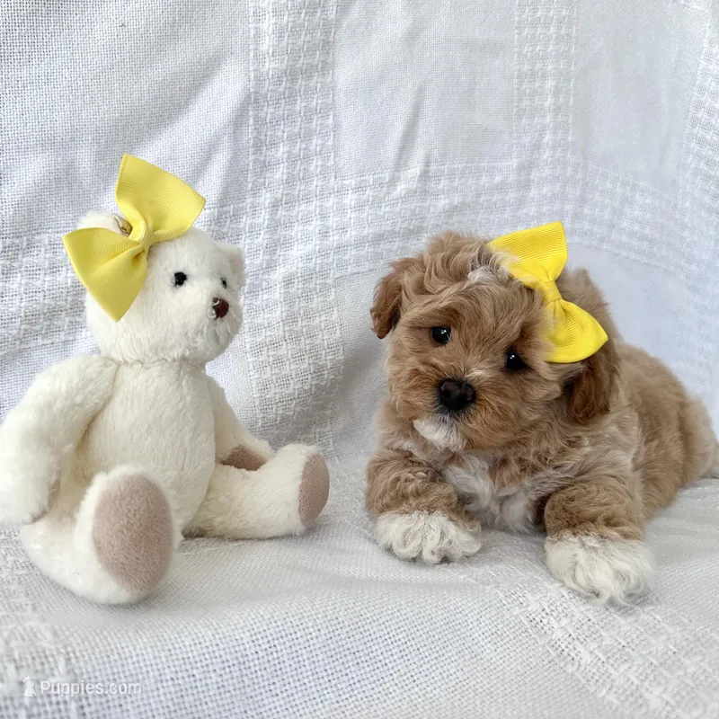 Tucker – Shih Tzu, Poodle - Toy  puppy for sale in Elkton, KY